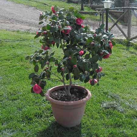 Poggio Petrella Farm stay